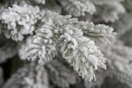 Елка "Аляска заснеженная"